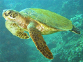  Im Free green sea turtle Honalua Bay Maui taken DX8000G DX-8000G DX 8000G  